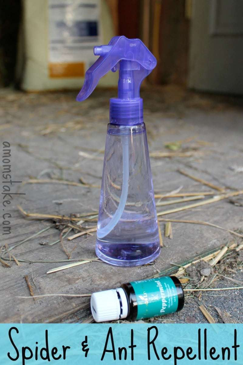 Best ideas about DIY Ant Spray
. Save or Pin DIY Spider & Ant Repellent A Mom s Take Now.