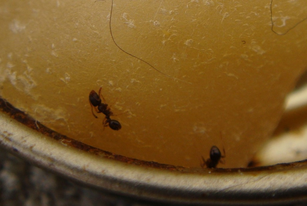 Best ideas about DIY Ant Trap
. Save or Pin healthy vegan blog The Very Best Homemade Ant Trap Now.
