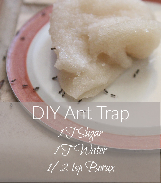 Best ideas about DIY Ant Trap
. Save or Pin DIY Ant Trap and Pesticide Powder It Takes Time Now.