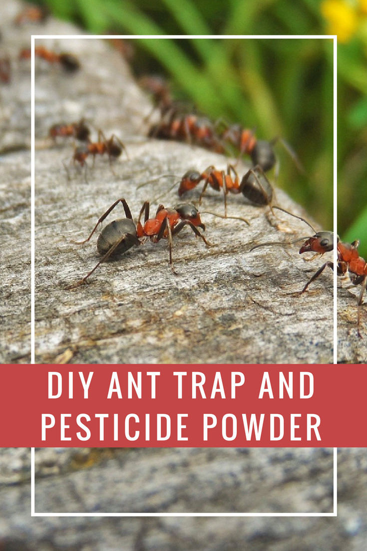 Best ideas about DIY Ant Trap
. Save or Pin DIY Ant Trap and Pesticide Powder Now.