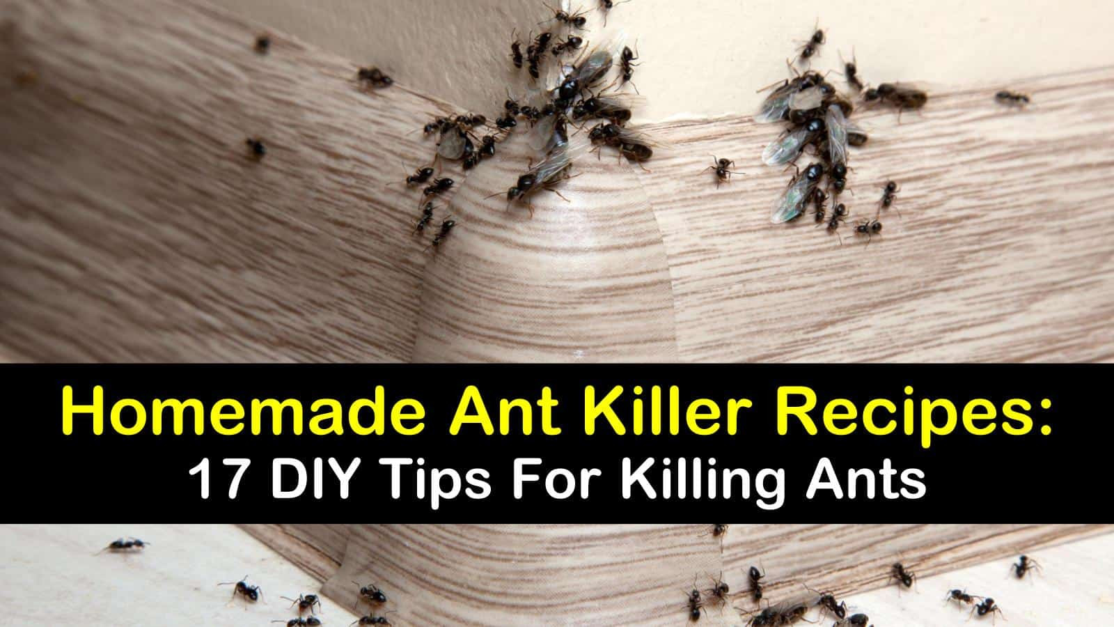 Best ideas about DIY Ant Trap
. Save or Pin Homemade Ant Killer Recipes 17 DIY Tips For Killing Ants Now.