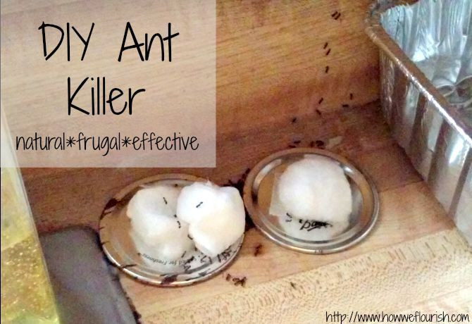 Best ideas about DIY Ant Trap
. Save or Pin Homemade Ant Killer Life hacks Now.