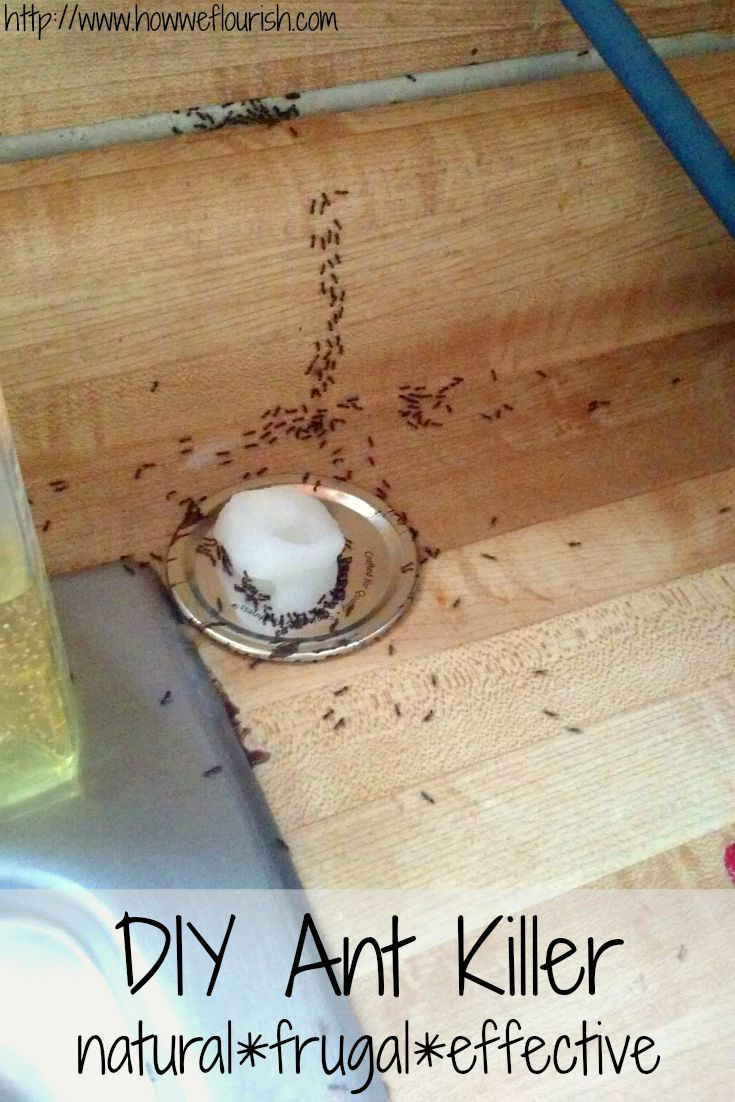 Best ideas about DIY Ant Trap
. Save or Pin Homemade Ant Killer Now.