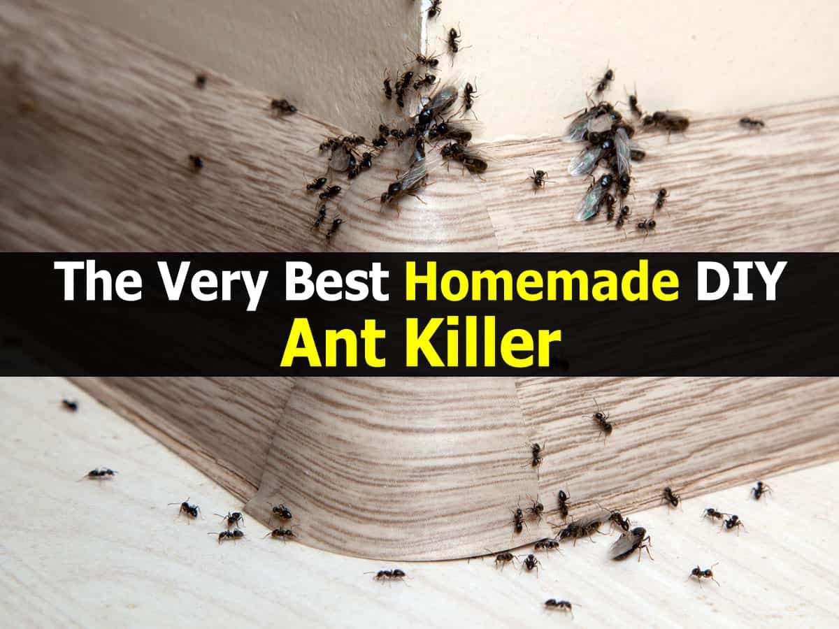 Best ideas about DIY Ant Trap
. Save or Pin The Very Best Homemade DIY Ant Killer Now.