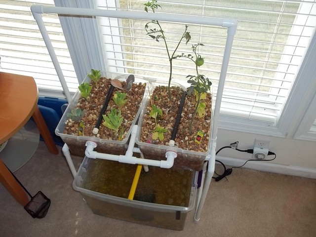 Best ideas about DIY Aquaponics System
. Save or Pin DIY Aquaponics Projects For Beginners Now.