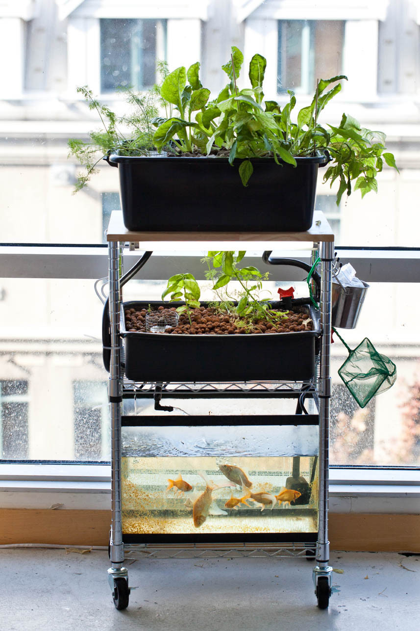 Best ideas about DIY Aquaponics System
. Save or Pin DIY Aquaponics Workshop this Sunday FreestyleFarm Now.