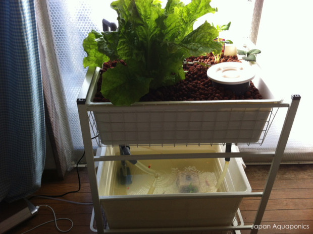 Best ideas about DIY Aquaponics System
. Save or Pin 12 DIY Aquaponics System For Indoor And Backyard – The Now.