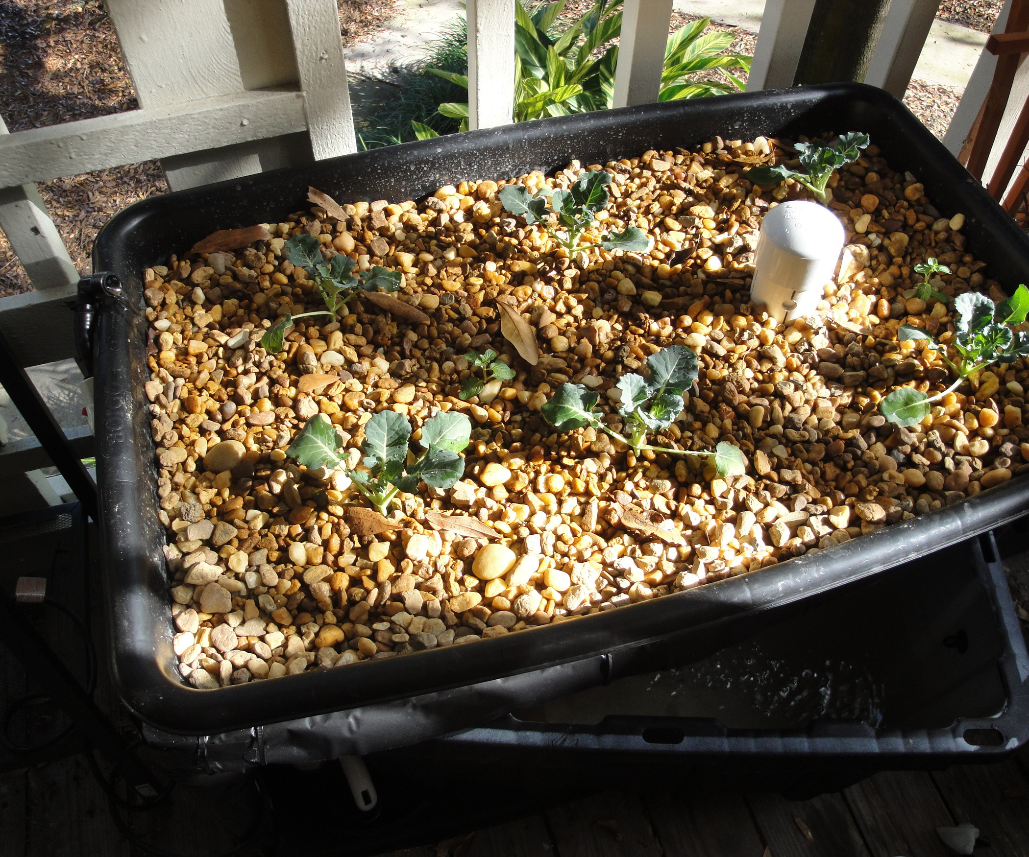 Best ideas about DIY Aquaponics System
. Save or Pin Small DIY Aquaponics System 3 Now.