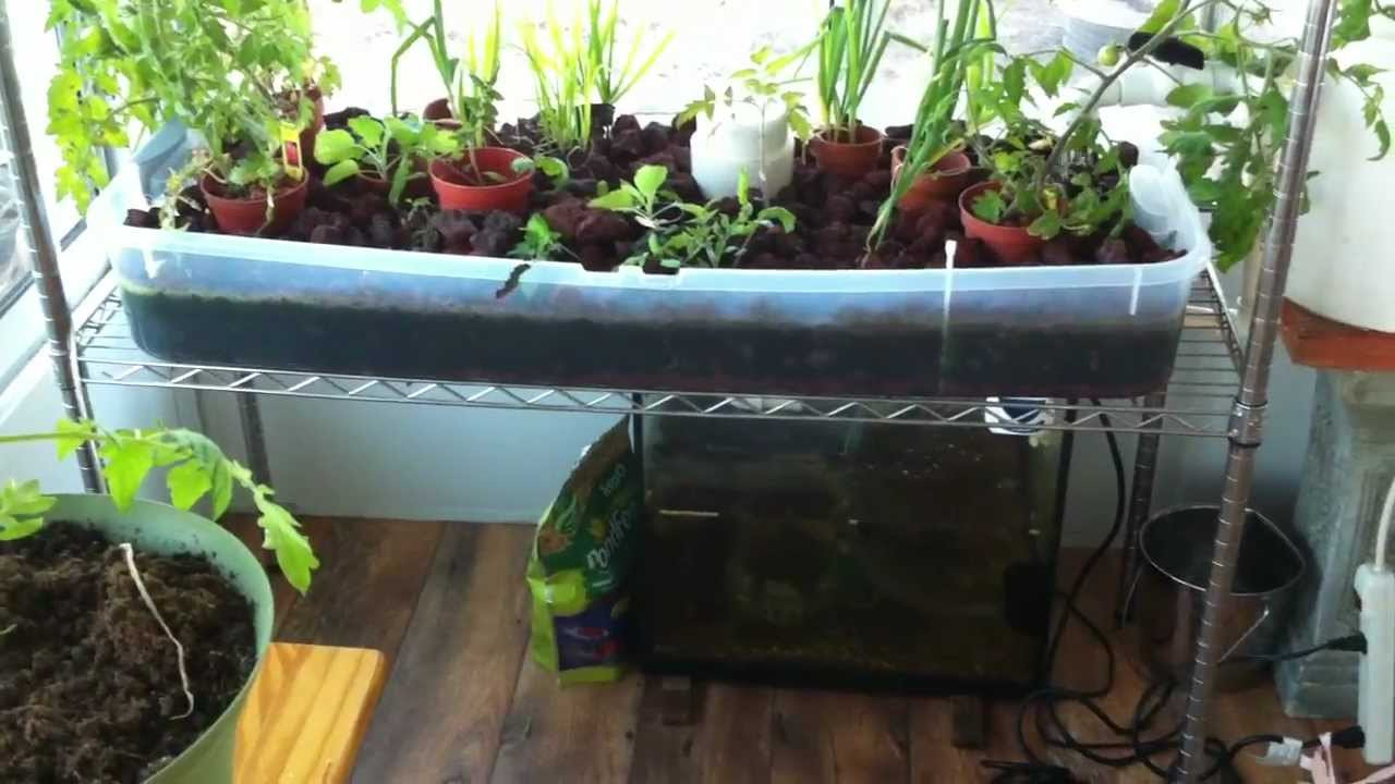 Best ideas about DIY Aquaponics System
. Save or Pin DIY Small Aquaponics System Now.