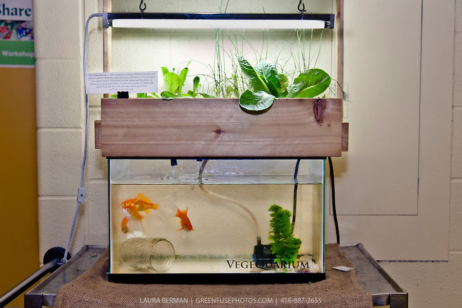 Best ideas about DIY Aquaponics System
. Save or Pin Mason Jar Aquaponics – the life aquaponic Now.