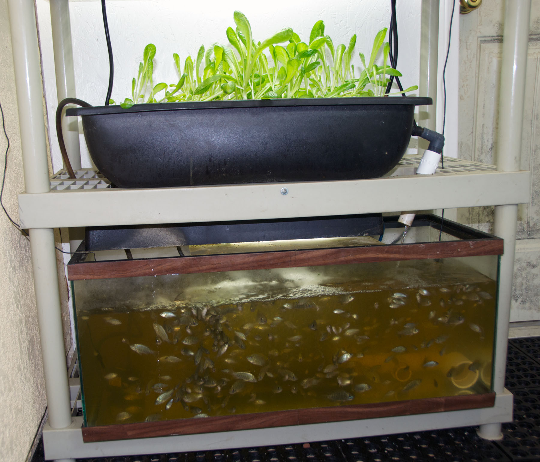 Best ideas about DIY Aquaponics System
. Save or Pin 23 DIY Aquaponics Systems To Grow Ve ables & Fish Now.