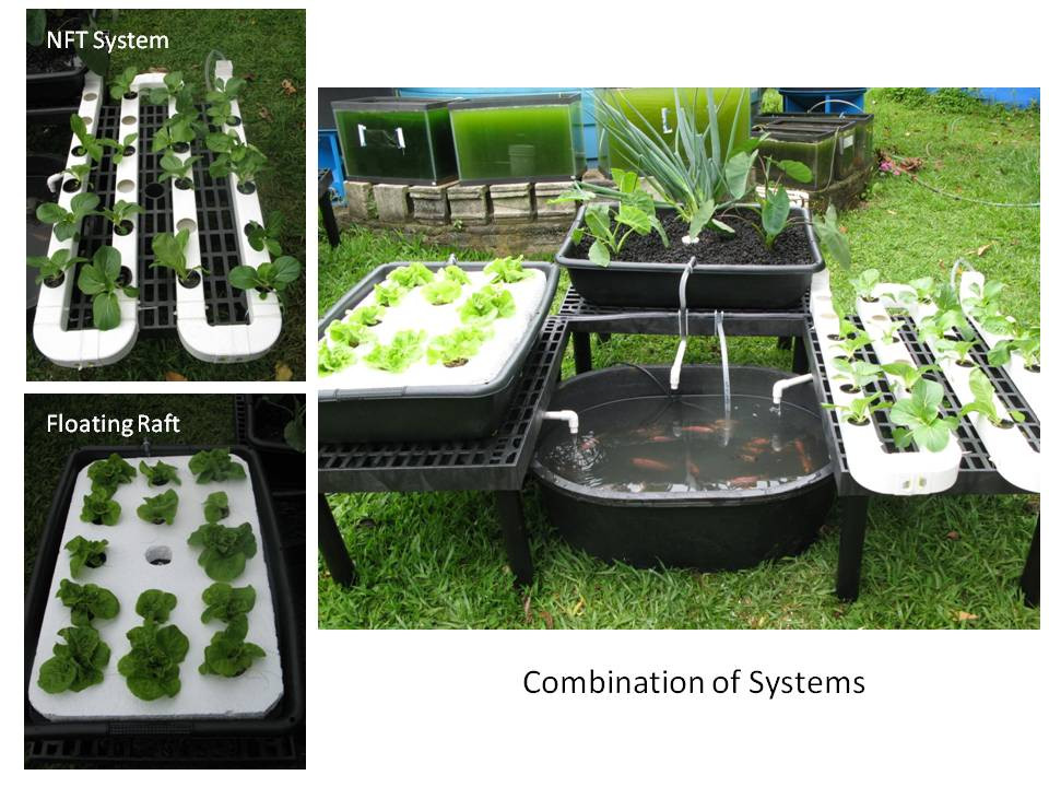 Best ideas about DIY Aquaponics System
. Save or Pin Aquaponics Diy Systems Now.