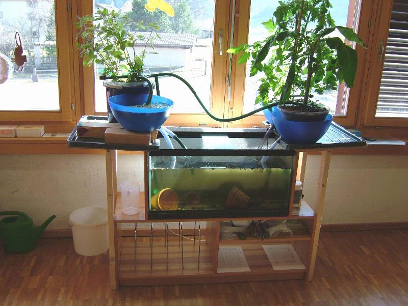 Best ideas about DIY Aquaponics System
. Save or Pin Diy Aquaponics Fish Tank Now.