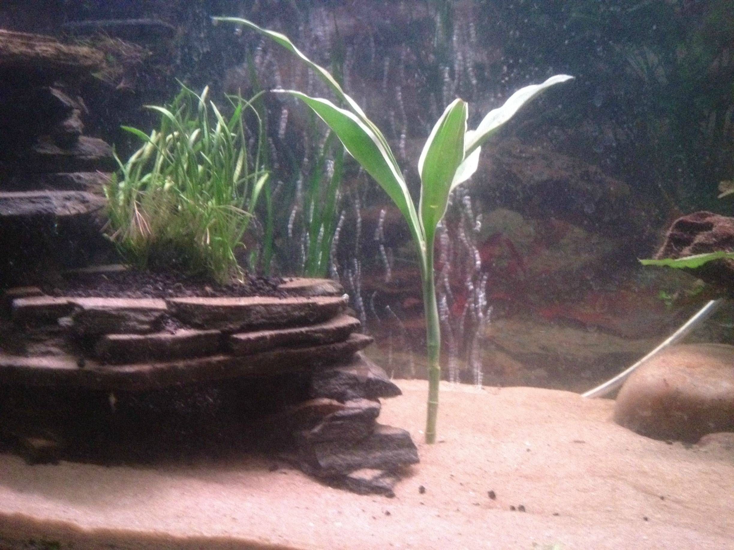 Best ideas about DIY Aquarium Caves
. Save or Pin diy slate wall planter fish Now.