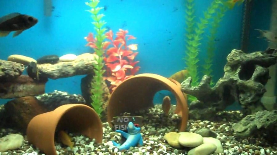 Best ideas about DIY Aquarium Decoration
. Save or Pin DIY Aquarium Decor Now.