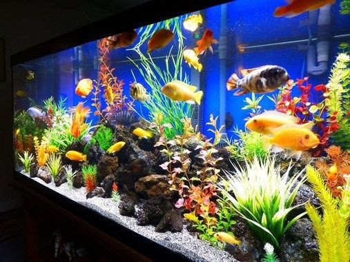 Best ideas about DIY Aquarium Decorations
. Save or Pin Aquarium Decorations Diy 108 meowlogy Now.