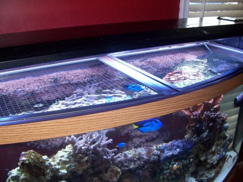 Best ideas about DIY Aquarium Lid
. Save or Pin DIY Mesh Top to Keep Fish From Jumping Page 2 Now.