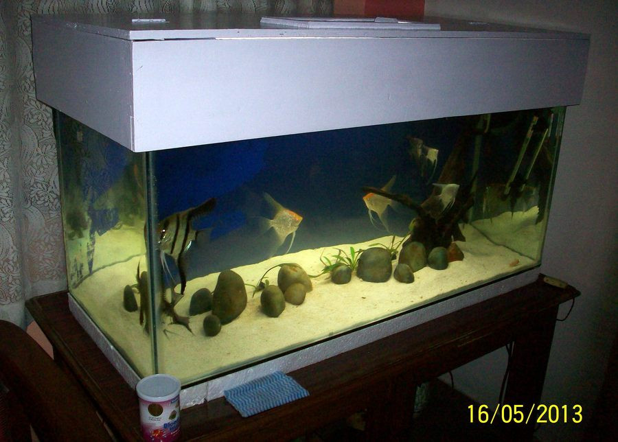 Best ideas about DIY Aquarium Lid
. Save or Pin DIY Fish Tank Canopy Now.