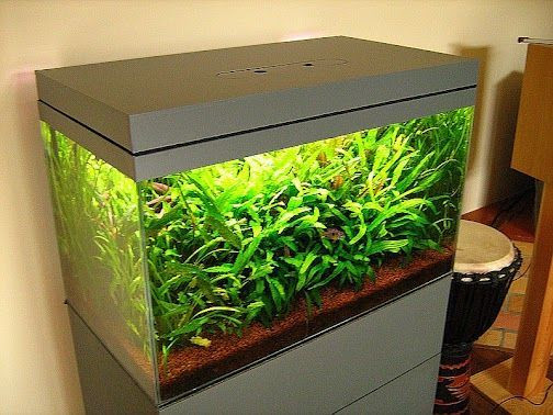 Best ideas about DIY Aquarium Lid
. Save or Pin 1000 ideas about Aquarium Hood on Pinterest Now.