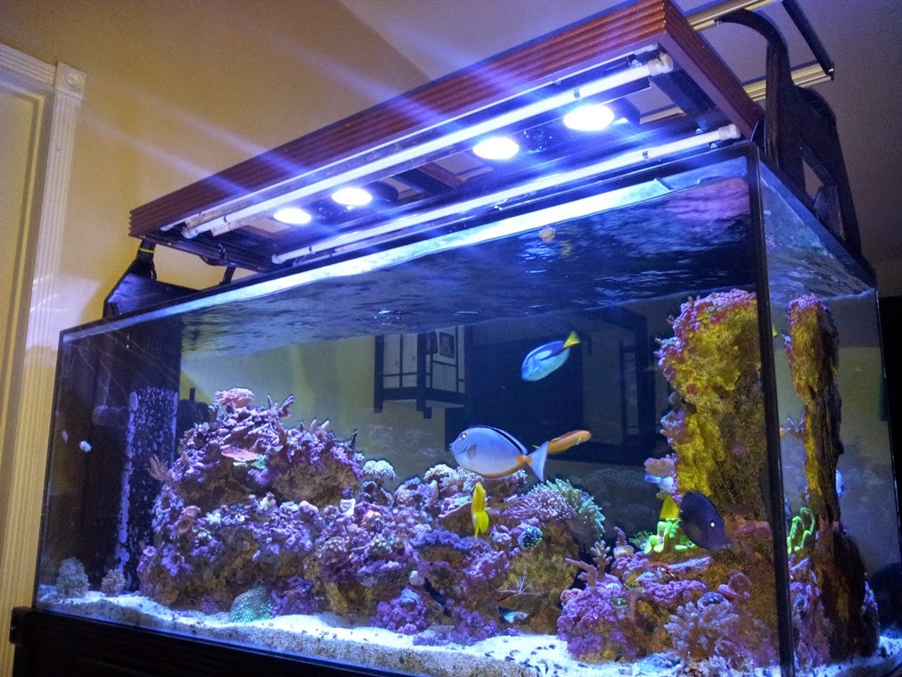 Best ideas about DIY Aquarium Light
. Save or Pin My DIY Hood for T5 & Radion LED Lighting Marine Depot Blog Now.