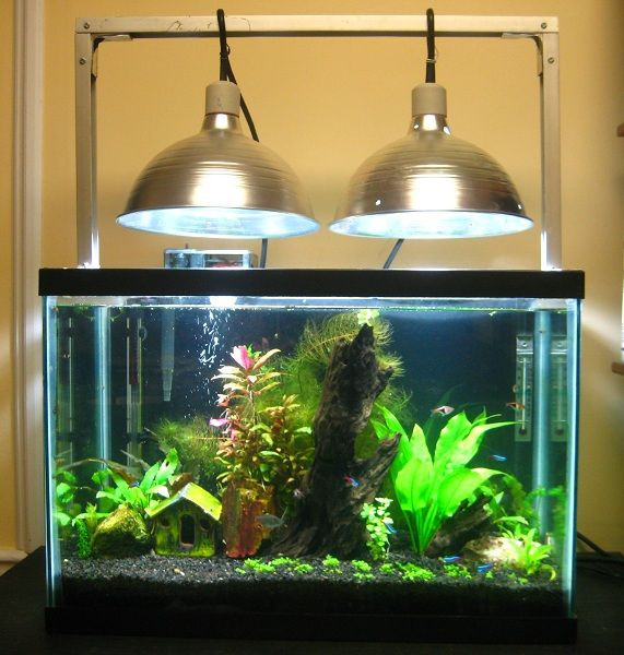 Best ideas about DIY Aquarium Light
. Save or Pin 17 Best ideas about 20 Gallon Aquarium on Pinterest Now.