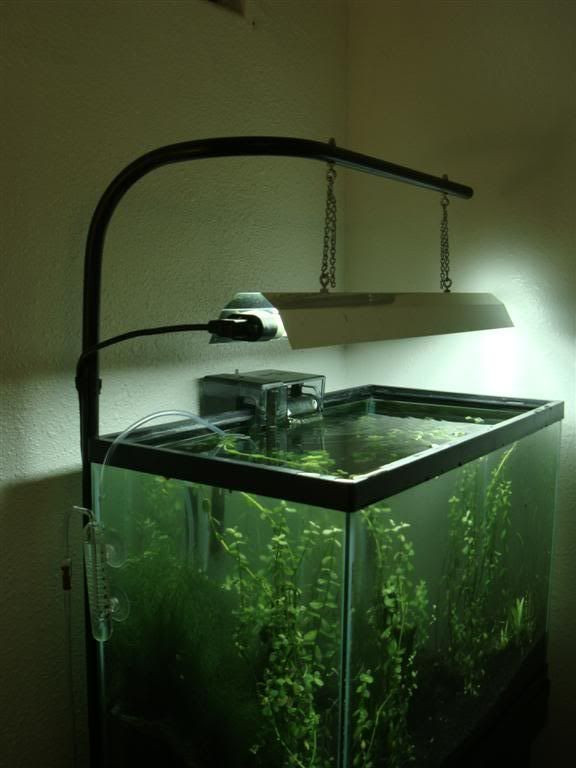 Best ideas about DIY Aquarium Light
. Save or Pin Location Honolulu HI Now.