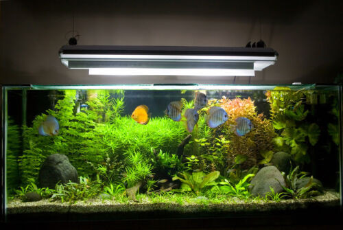 Best ideas about DIY Aquarium Light
. Save or Pin DIY Aquarium Lighting Now.