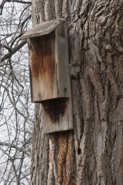 Best ideas about DIY Bat Houses
. Save or Pin How to Build a Bat House Now.