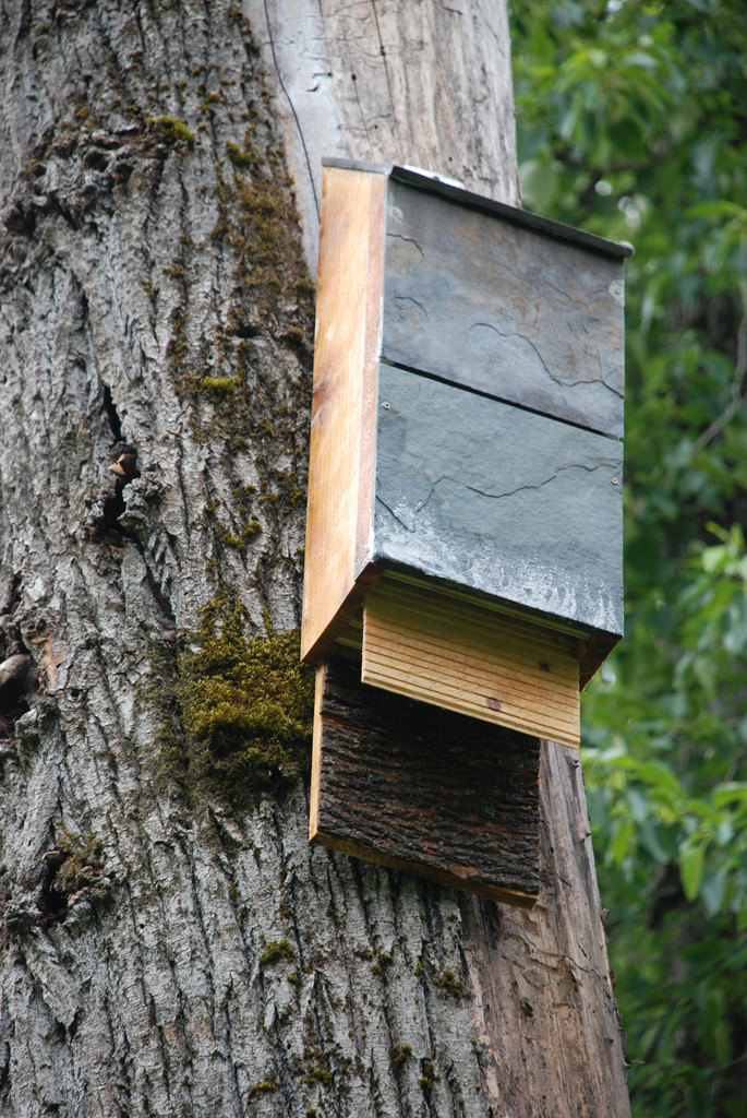 Best ideas about DIY Bat Houses
. Save or Pin Natural Pest Control Benefits of Bat Houses Buildipedia Now.