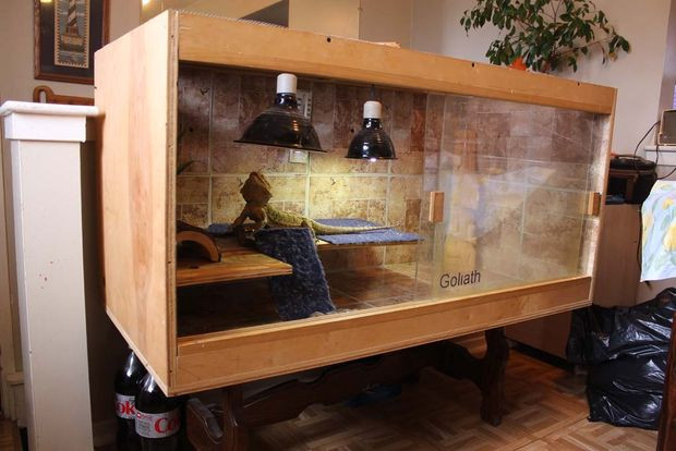 Best ideas about DIY Bearded Dragon Cage
. Save or Pin Bearded Dragon Enclosure 5 Steps with Now.