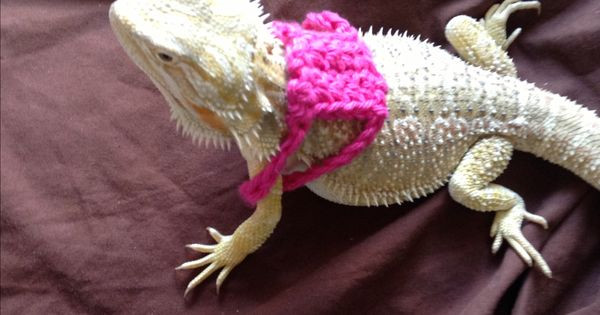 Best ideas about DIY Bearded Dragon Harness
. Save or Pin Crochet bearded dragon diy reptile harness Now.