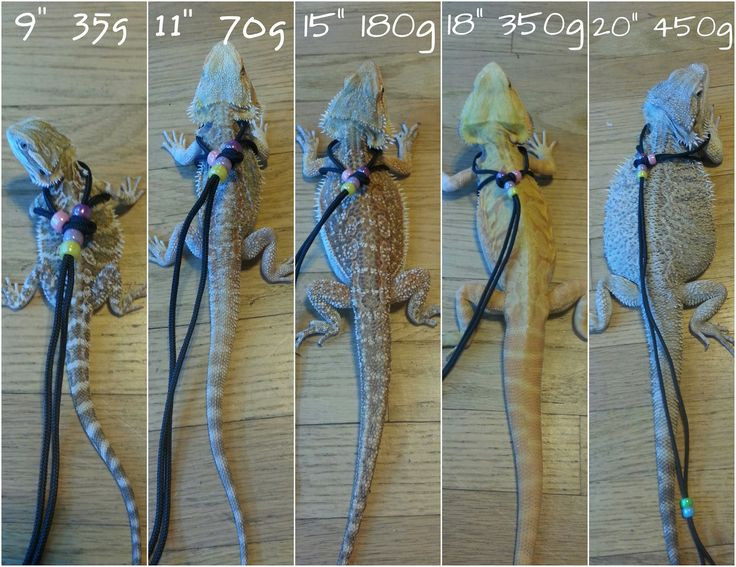 Best ideas about DIY Bearded Dragon Harness
. Save or Pin Image result for diy bearded dragon harness Now.