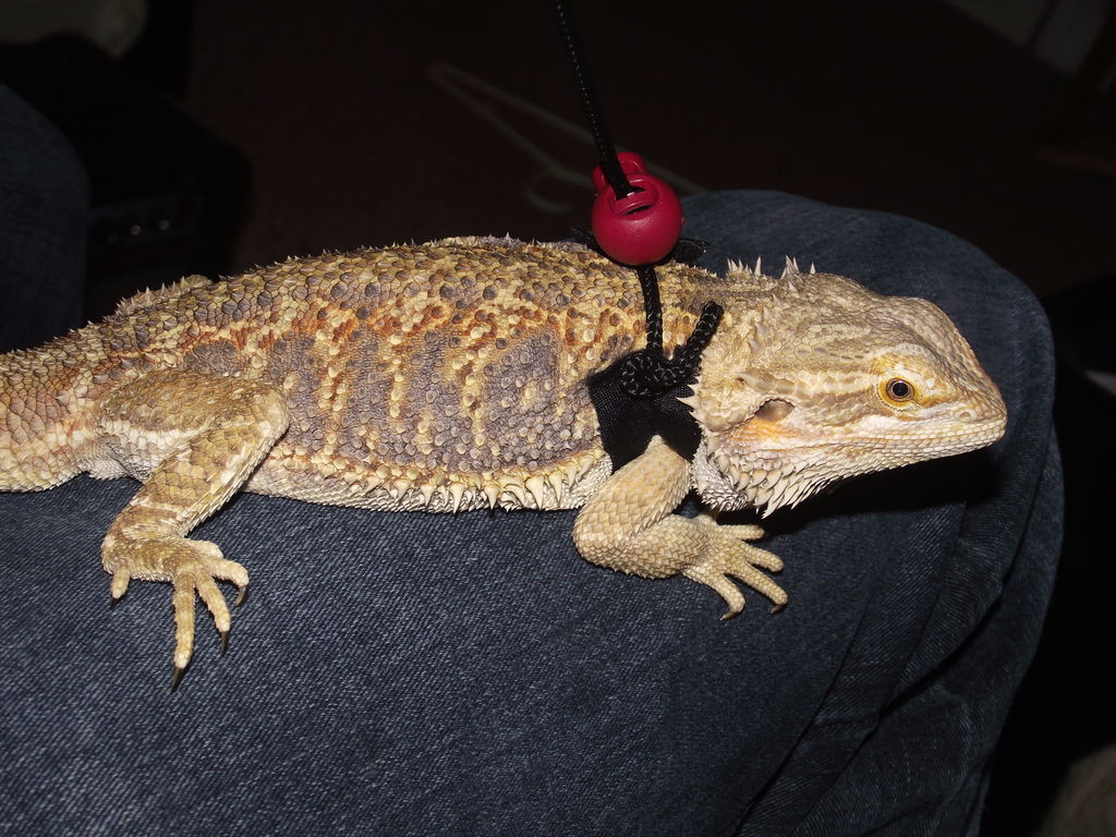 Best ideas about DIY Bearded Dragon Harness
. Save or Pin DIY Reptile Harness petdiys Now.