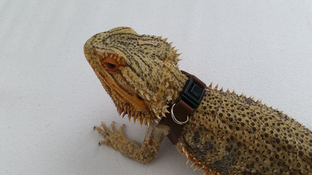 Best ideas about DIY Bearded Dragon Harness
. Save or Pin DIY lizard harness made for Super Pringle the Bearded Now.