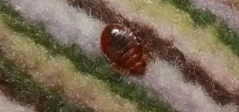 Best ideas about DIY Bed Bug
. Save or Pin Myth Busting DIY Bed Bug Treatment Now.
