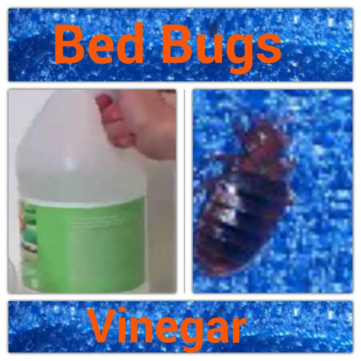 Best ideas about DIY Bed Bug
. Save or Pin DIY Vinegar Bed Bug Killer Now.