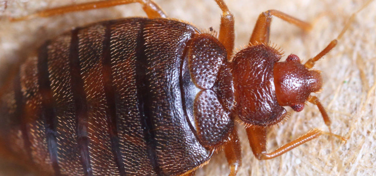 Best ideas about DIY Bed Bug Treatment
. Save or Pin Myth Busting DIY Bed Bug Treatment Now.