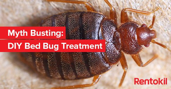Best ideas about DIY Bed Bug Treatment
. Save or Pin 1000 ideas about Bed Bugs Treatment on Pinterest Now.