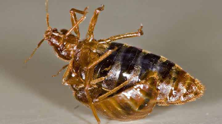 Best ideas about DIY Bed Bug Treatment
. Save or Pin Bed Bug DIY Treatments Tips Now.