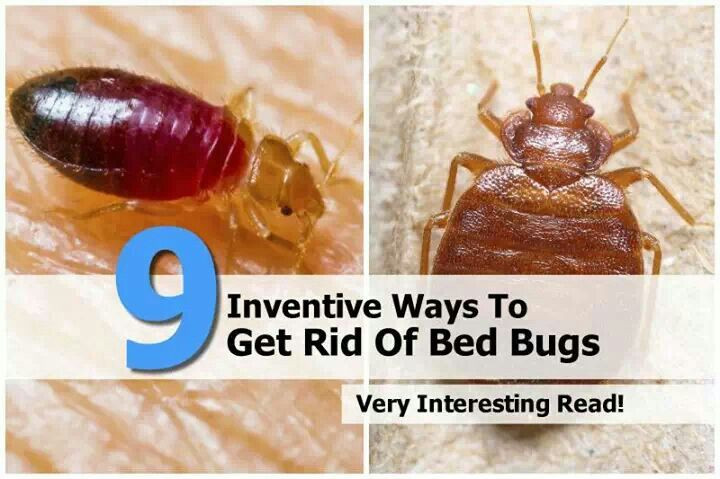 Best ideas about DIY Bed Bugs
. Save or Pin Get rid of bed bugs eww Do it yourself Now.