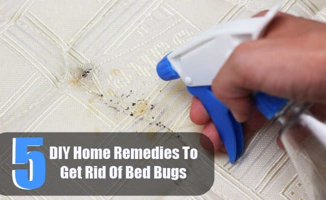 Best ideas about DIY Bed Bugs
. Save or Pin 5 DIY Home Reme s To Get Rid Bed Bugs Now.