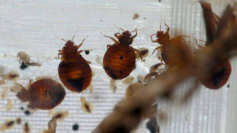 Best ideas about DIY Bed Bugs Treatment
. Save or Pin DIY Bed Bug Treatment Attempt Accidentally Results in Now.