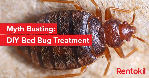 Best ideas about DIY Bed Bugs Treatment
. Save or Pin 1000 ideas about Bed Bugs Treatment on Pinterest Now.