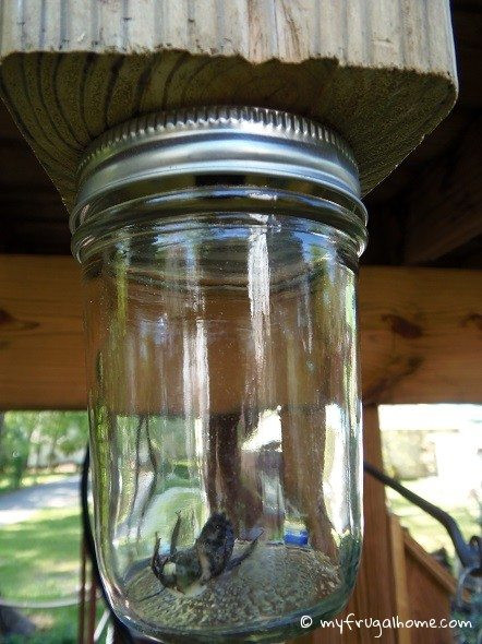 Best ideas about DIY Bee Trap
. Save or Pin How to Build a Carpenter Bee Trap Now.