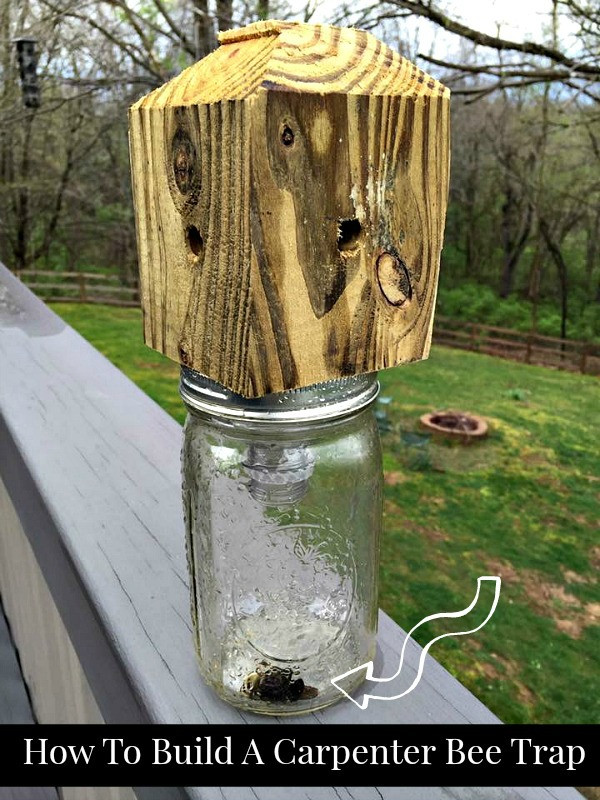 Best ideas about DIY Bee Trap
. Save or Pin How To Build A Carpenter Bee Trap Now.