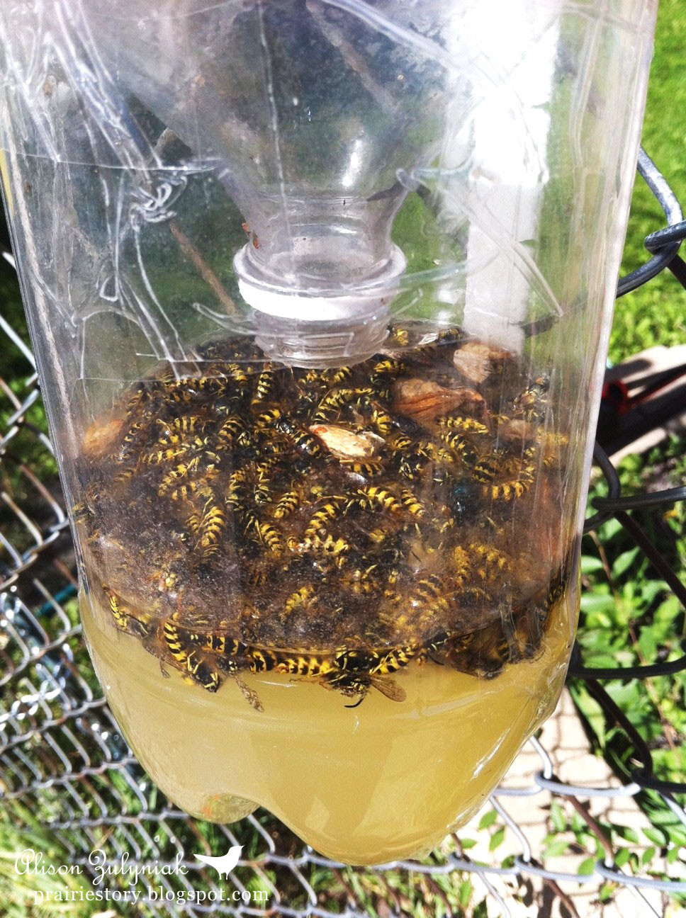 Best ideas about DIY Bee Trap
. Save or Pin Prairie Story Homemade Wasp Trap Now.