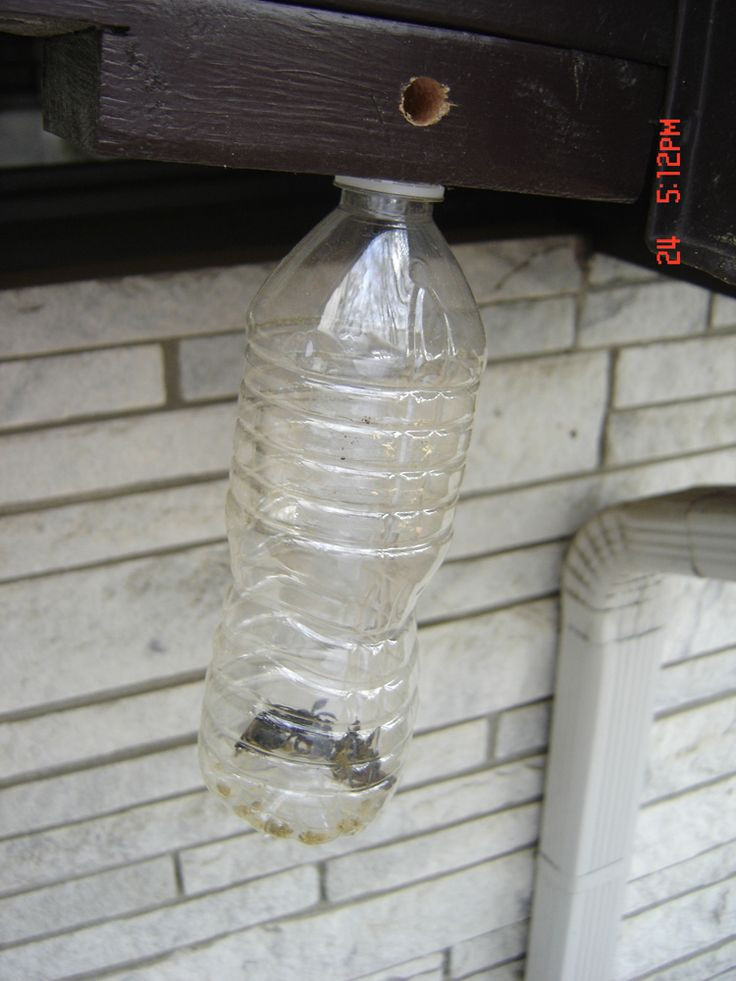 Best ideas about DIY Bee Trap
. Save or Pin 17 best images about Carpenter Bee Reme s on Pinterest Now.
