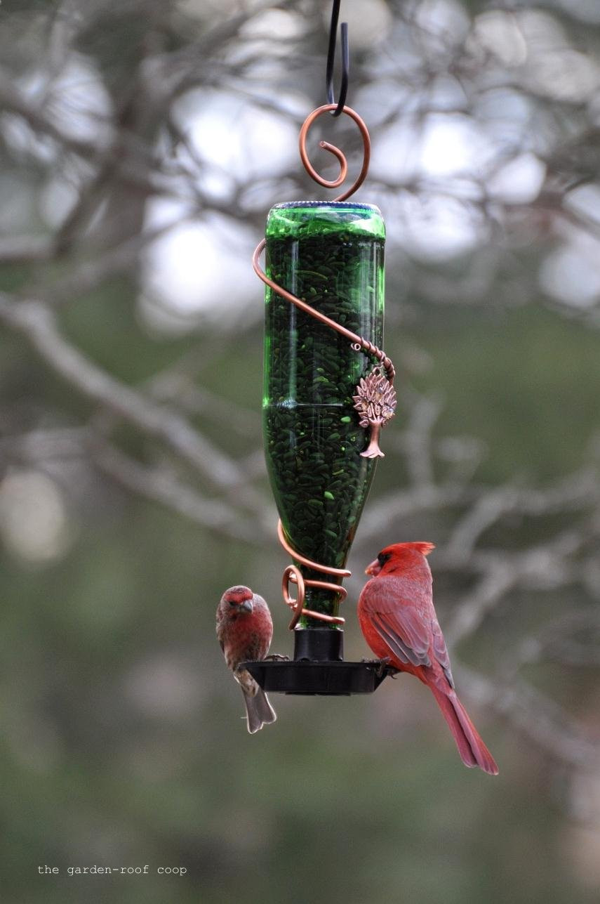 Best ideas about DIY Bird Feeder
. Save or Pin the garden roof coop DIY Glass Bottle Bird Feeders Now.