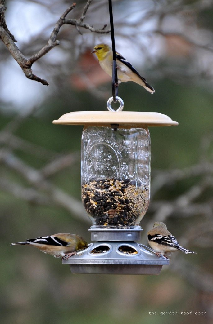 Best ideas about DIY Bird Feeder
. Save or Pin the garden roof coop DIY Chick Feeder Bird Feeders Now.