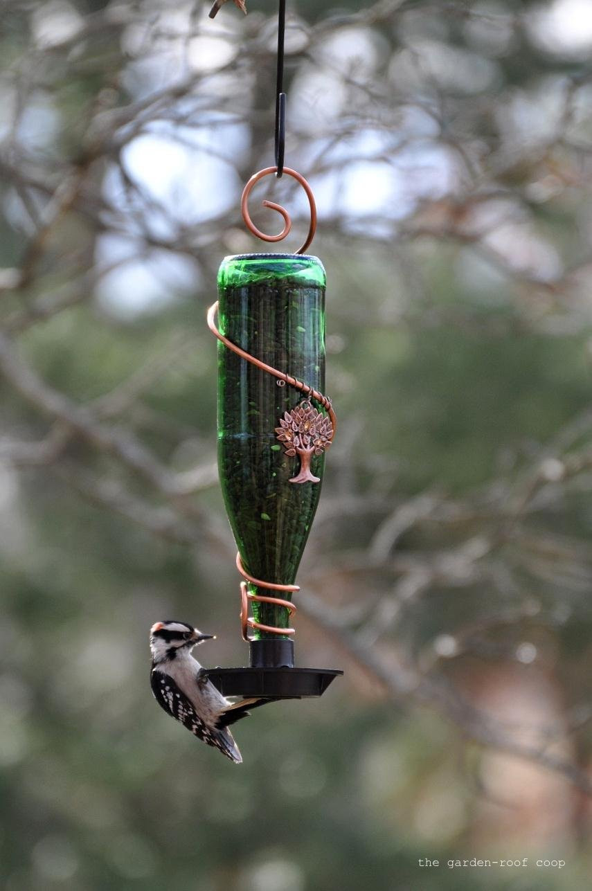 Best ideas about DIY Bird Feeder
. Save or Pin the garden roof coop DIY Glass Bottle Bird Feeders Now.